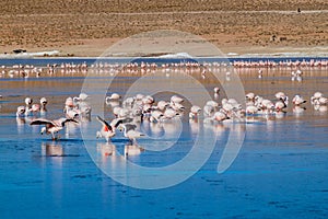 Flamingos in Laguna Collpa lake