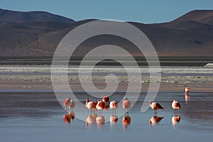 Flamingos on Laguna Colorada