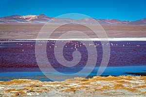 Flamingos on Laguna Colorada, colorful salt lake in Sur Lipez province Potosi, Bolivia