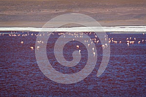 Flamingos on Laguna Colorada, colorful salt lake in Sur Lipez province Potosi, Bolivia