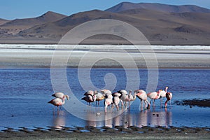 Flamingos at Laguna Colorada. Eduardo Avaroa Andean Fauna National Reserve. Bolivia