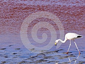 Flamingos in the Laguna Colorada Red Lagoon