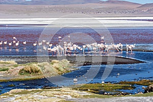 Flamingos at Laguna Colorada Red Lagoon, Bolivia