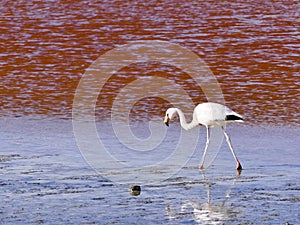 Flamingos in the Laguna Colorada Red Lagoon Eduardo Avaroa Andean Fauna National Reserve photo