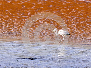 Flamingos in the Laguna Colorada Red Lagoon Eduardo Avaroa Andean Fauna National Reserve photo