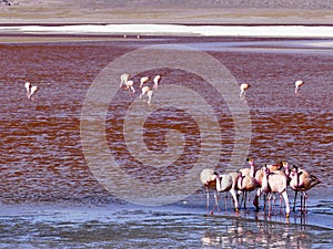 Flamingos in the Laguna Colorada Red Lagoon Eduardo Avaroa Andean Fauna National Reserve