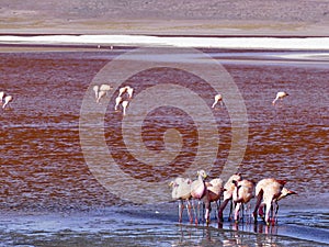 Flamingos in the Laguna Colorada Red Lagoon Eduardo Avaroa Andean Fauna National Reserve