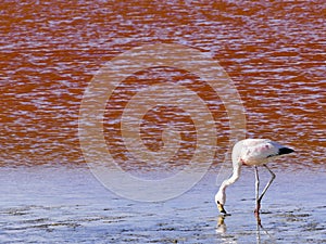 Flamingos in the Laguna Colorada Red Lagoon, Eduardo Avaroa Andean Fauna National Reserve