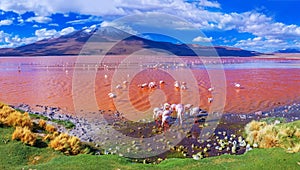 Flamingos in Laguna Colorada , Uyuni, Bolivia