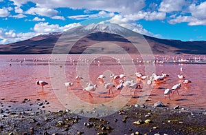 Flamingos in Laguna Colorada , Uyuni, Bolivia