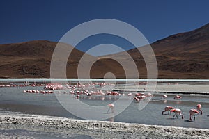 Flamingos on Laguna Hedionda photo