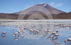 Flamingos in Laguna Hedionda, Bolivia, Atacama desert