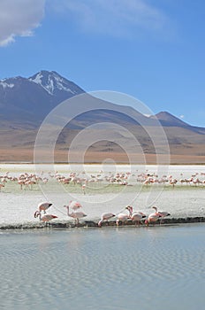 Flamingos on Laguna Hedionda, in the Reserva Nacional Eduardo Avaroa, Bolivia