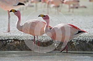 Flamingos on Laguna Hedionda, in the Reserva Nacional Eduardo Avaroa, Bolivia