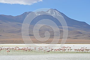 Flamingos on Laguna Hedionda, in the Reserva Nacional Eduardo Avaroa, Bolivia
