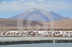 Flamingos on Laguna Hedionda, in the Reserva Nacional Eduardo Avaroa, Bolivia