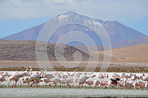 Flamingos on Laguna Hedionda, in the Reserva Nacional Eduardo Avaroa, Bolivia