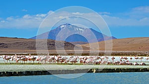 Flamingos on Laguna Hedionda, in the Reserva Nacional Eduardo Avaroa, Bolivia