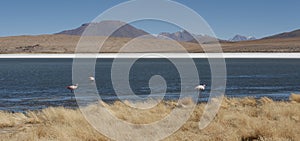Flamingos in Laguna Hedionda, a saline lake in the Nor LÃ­pez Province, PotosÃ­ Department - located in the Bolivian altiplano