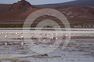 Flamingos in the Laguna Hedionda. Snow-capped volcanoes and desert landscapes in the highlands of Bolivia. Andean landscapes of