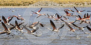 Flamingos at Laguna Vinto.