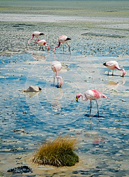 Flamingos in the lake