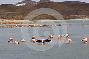 Flamingos on lake in andes mountain, Bolivia