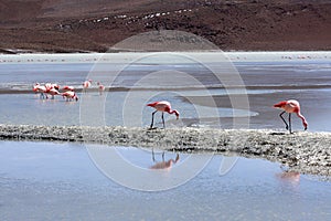 Flamingos on lake in andes mountain, Bolivia