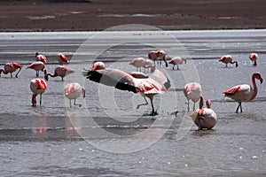 Flamingos on lake in andes mountain, Bolivia