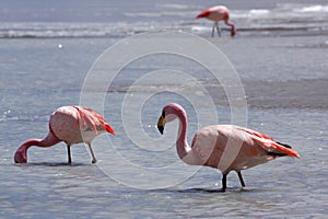 Flamingos on lake in andes mountain, Bolivia