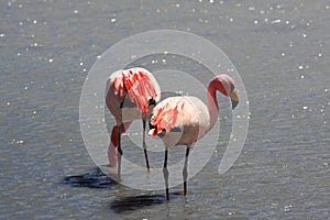 Flamingos on lake in andes mountain, Bolivia