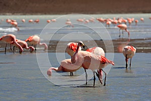 Flamingos on lake in andes mountain, Bolivia