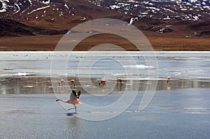 Flamingos on lake in andes mountain, Bolivia