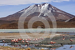 Flamingos on lake in andes mountain, Bolivia