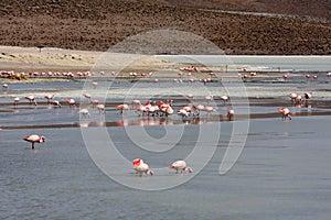 Flamingos on lake in andes mountain, Bolivia