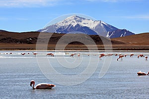 Flamingos on lake in andes mountain, Bolivia