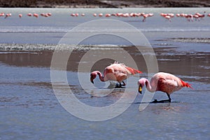 Flamingos on lake in andes mountain, Bolivia