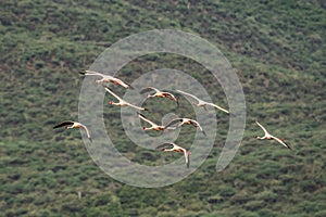 flamingos on lake baringo