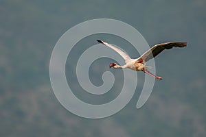 flamingos on lake baringo