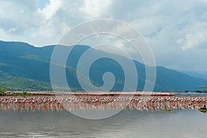 Flamingos in Lake Bogoria.