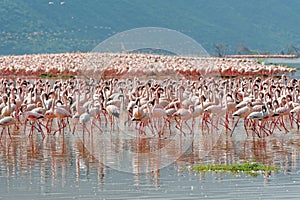 Flamingos, Lake Bogoria, Kenya