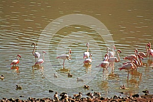 Flamingos, Lake Bogoria, Kenya