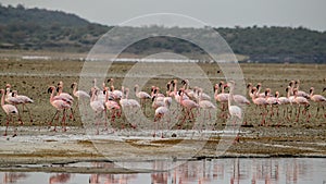 Flamingos at Lake Magadi, Rift Valley, Kenya