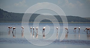 Flamingos on Lake Nakuru