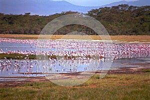 Flamingos, Lake Nakuru National Park, Kenya