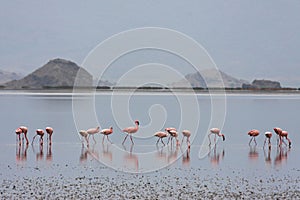 Flamingos of lake Natron