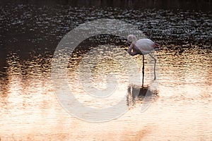 Flamingos in the lake