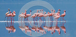 Flamingos on the lake with reflection. Kenya. Africa. Nakuru National Park. Lake Bogoria National Reserve.