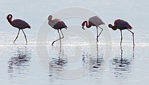 Flamingos on the lake with reflection. Kenya. Africa. Nakuru National Park. Lake Bogoria National Reserve.