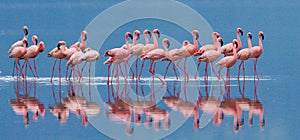 Flamingos on the lake with reflection. Kenya. Africa. Nakuru National Park. Lake Bogoria National Reserve.